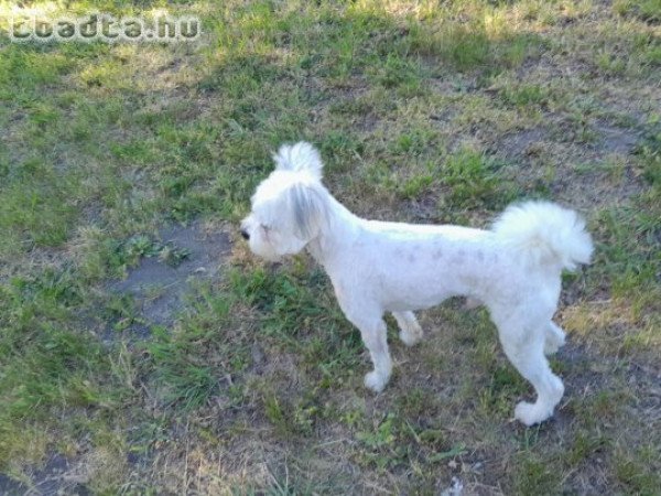 Havanese kan kutyus ingyen elvihető