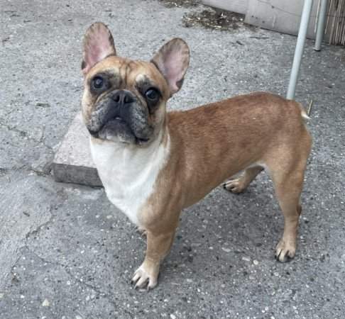 Francia bulldog