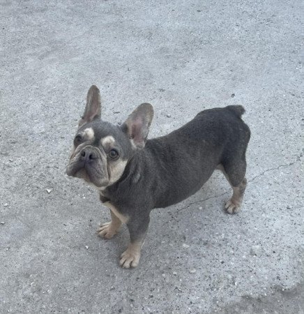 Francia bulldog