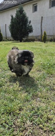 Shi-Tzu kiskutya eladó
