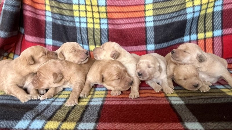 Golden retriever