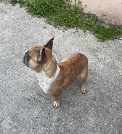 Francia bulldog