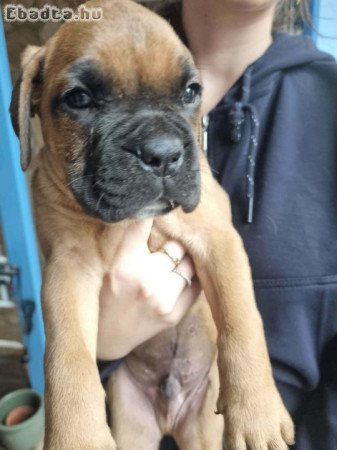 boxer kiskutyák