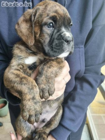 boxer kiskutyák