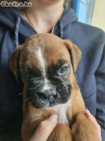 boxer kiskutyák