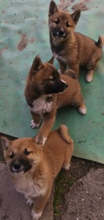 Shiba inu