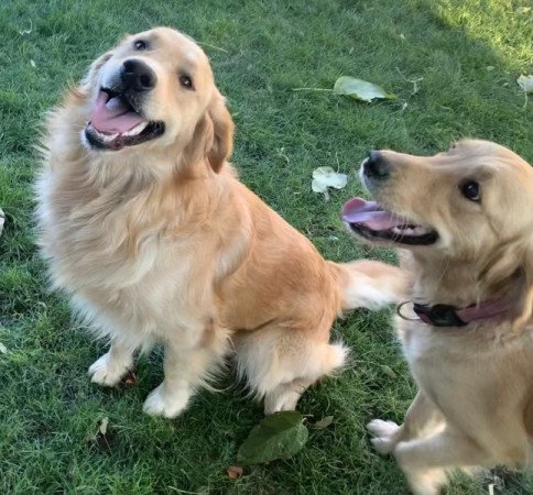 Golden retriever