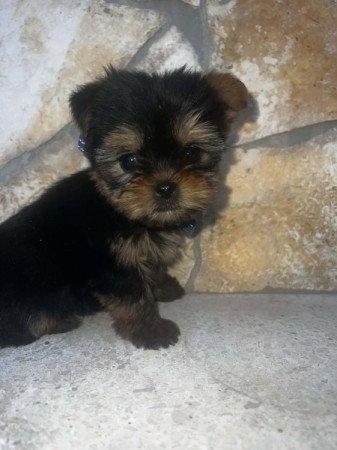 Yorkshire Terrier