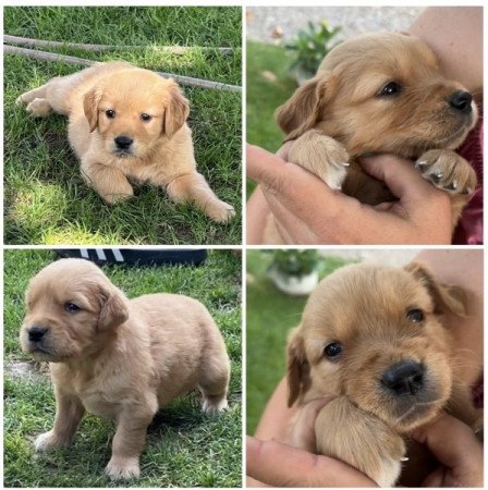 Golden retriever