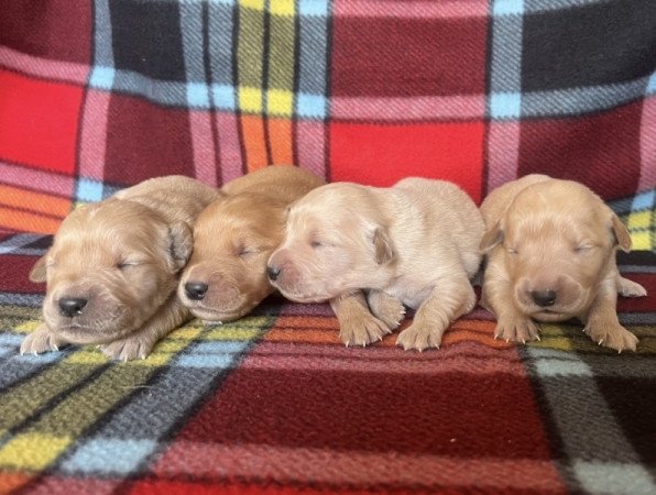 Golden retriever