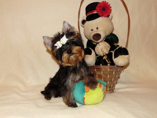 Yorkshire Terrier, Yorki