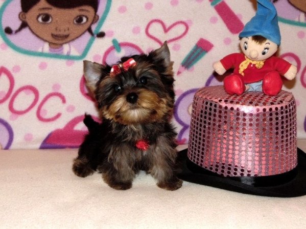 Yorkshire Terrier, Yorki