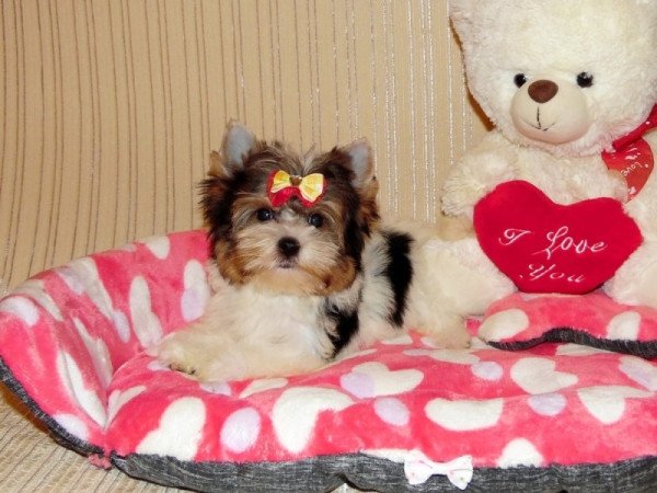 Biewer Yorkshire Terrier Yorki