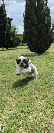 Shi-Tzu kiskutya eladó