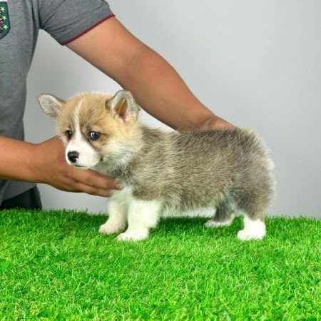 Pembroke Welsh Corgi