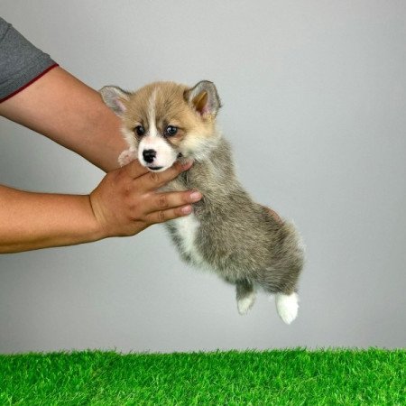 Pembroke Welsh Corgi