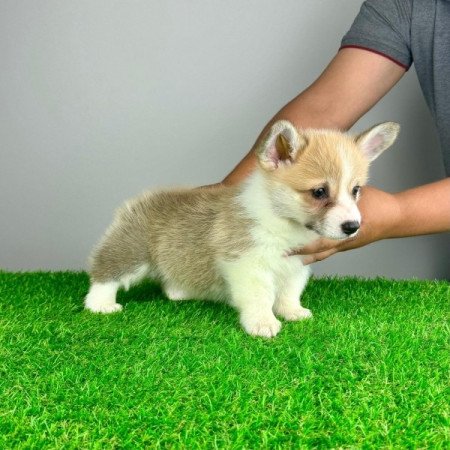 Pembroke Welsh Corgi