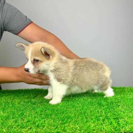 Pembroke Welsh Corgi