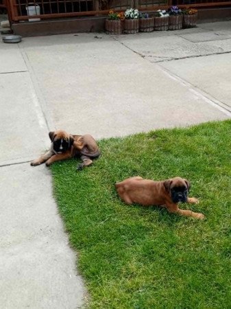 Boxer