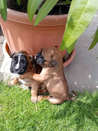 Boxer