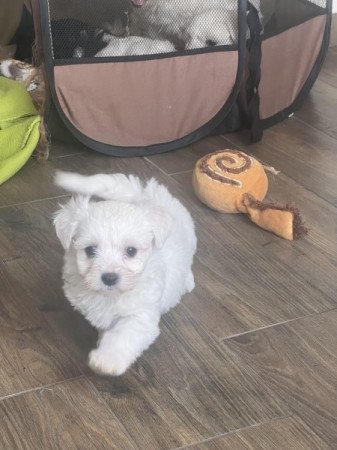Bichon havanese