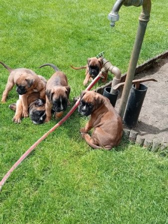 Boxer