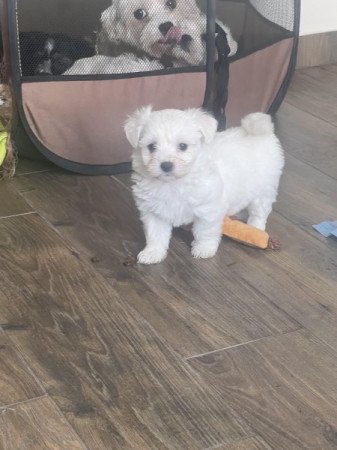 Bichon havanese