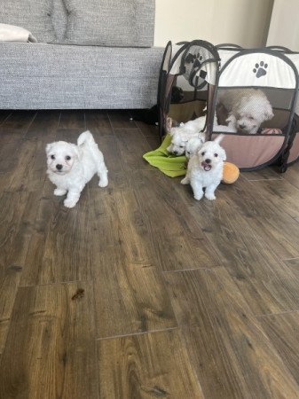 Bichon havanese