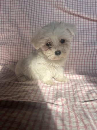 Bichon havanese