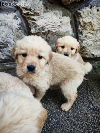 Golden Retriever kiskutyák