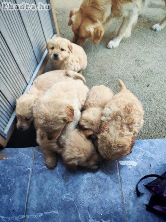 Golden Retriever kiskutyák