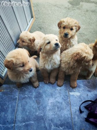 Golden Retriever kiskutyák