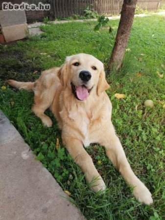 Golden Retriever kiskutyák