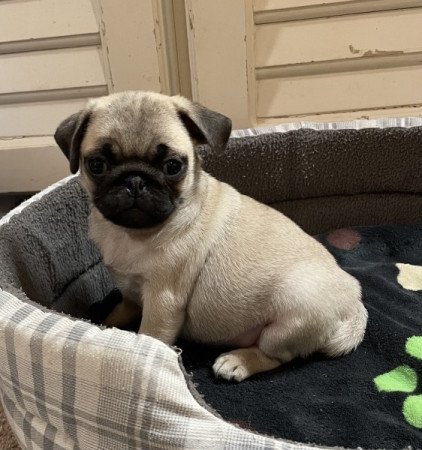 Mopsz