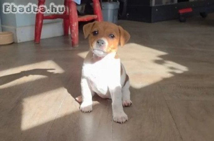 Jack Russel terrier kiskutyák