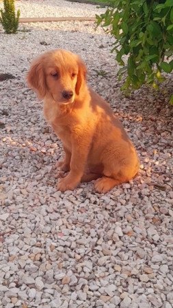 Golden retriever