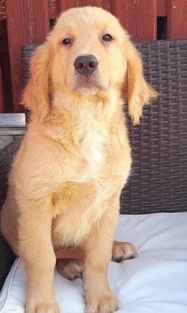 Golden retriever