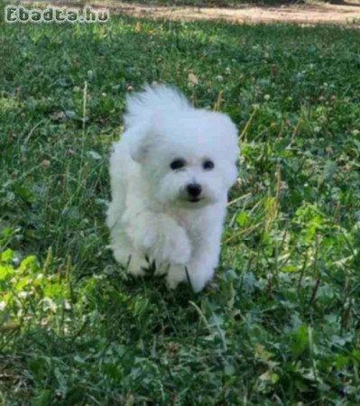 Puppy bison, female