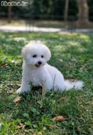 Puppy bison, female