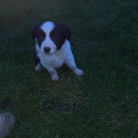 Border Collie