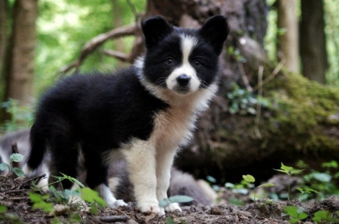 Border Collie