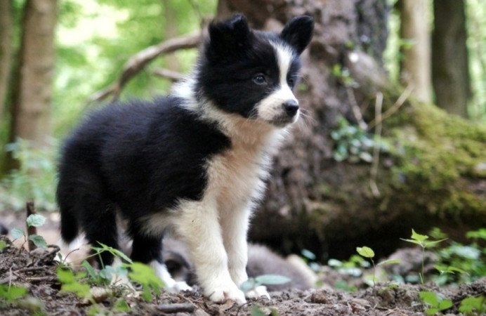 Border Collie