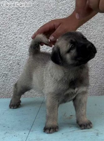 Török Kangal kölykök