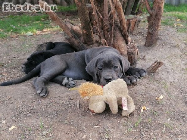 Elado gyönyörü CaneCorso kiskutyak