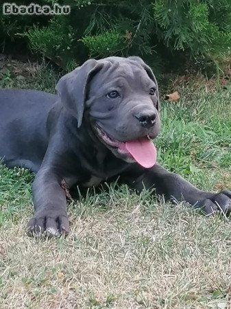 Elado gyönyörü CaneCorso kiskutyak