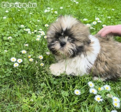 shih-tzu kölyök.
