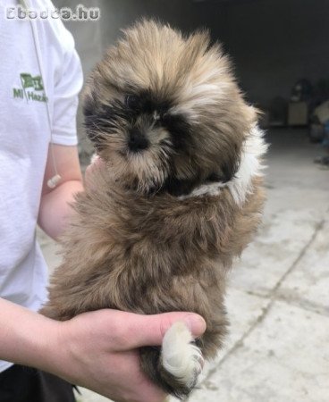 shih-tzu kölyök.