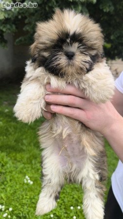 shih-tzu kölyök.