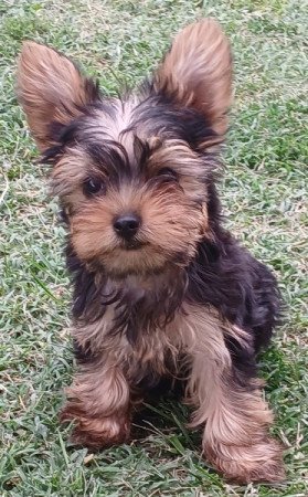 Yorkshire terrier