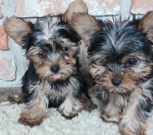 Yorkshire terrier